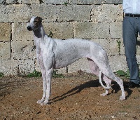 Étalon Greyhound - Bloomy's Demi