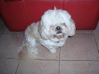 Étalon Lhassa Apso - Appy (Sans Affixe)