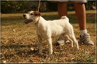 Étalon Parson Russell Terrier - Foxwarren Lychet bristol cream