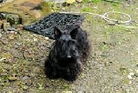 Étalon Scottish Terrier - Victoire (Sans Affixe)