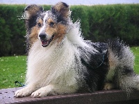 Étalon Shetland Sheepdog - Volty bluemoon's