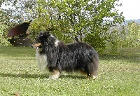Étalon Shetland Sheepdog - Ut brune du Grand Pre D'Ortignac