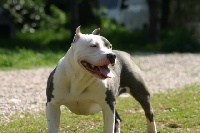 Étalon Staffordshire Bull Terrier - Dallas of bigbenbully (Sans Affixe)