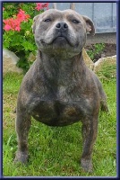 Étalon Staffordshire Bull Terrier - Ben-hur blue du flojule (Sans Affixe)