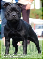 Étalon Staffordshire Bull Terrier - Silver Cross Dallas