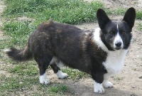 Étalon Welsh Corgi Cardigan - BonsaÏ des Ptimour