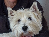 Étalon West Highland White Terrier - Cannelle De sinforace