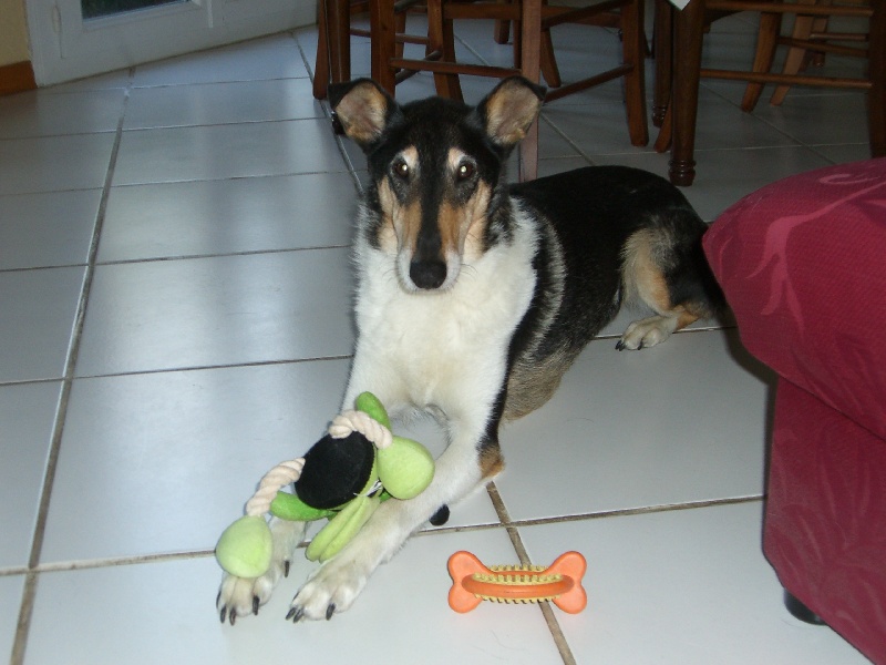 Les Colley à poil court de l'affixe des Capricorniens