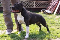 Étalon American Staffordshire Terrier - the Good Dogs Passion Capone de dogsmancrew