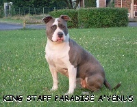 Étalon American Staffordshire Terrier - king staff paradise A venus