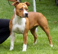 Étalon American Staffordshire Terrier - Cybelle (Sans Affixe)