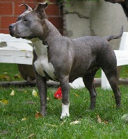 Étalon American Staffordshire Terrier - Diosa (Sans Affixe)