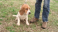 Étalon Beagle - de la Rosée des Gatines Caprice