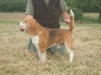 Étalon Beagle - Vicomte de Soleilmont