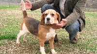 Étalon Beagle - de la Rosée des Gatines Astuce