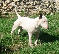 Étalon Bull Terrier - Charly (Sans Affixe)
