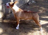 Étalon Bull Terrier - Bulletblanc Cheerka