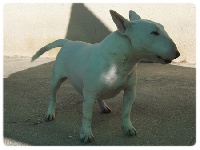 Étalon Bull Terrier Miniature - Goest Du mas des rêves