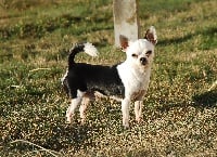 Étalon Chihuahua - Schroeder's Spartacus