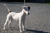 Étalon Fox Terrier Poil lisse - D'love story de la vetta