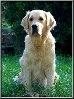 Étalon Golden Retriever - Vega du Sarmizegetusa Regia