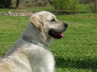 Étalon Golden Retriever - Nathéo (Sans Affixe)