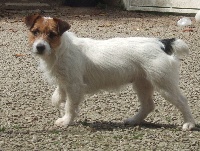 Étalon Jack Russell Terrier - Cybelle Du domaine de florange