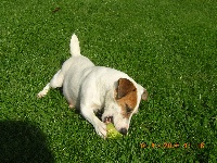 Étalon Jack Russell Terrier - SORA des Cotes Rocheuses