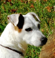 Étalon Jack Russell Terrier - Vita du Bois des Carnutes