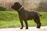 Étalon Staffordshire Bull Terrier - Action Doggy Dog Buz