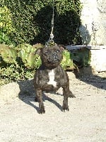 Étalon Staffordshire Bull Terrier - Bewitched d'ultime passion