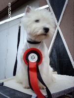 Étalon West Highland White Terrier - Authentic du Moulin de Mac Grégor