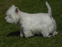 Étalon West Highland White Terrier - Apple Pie Du mat des oyats
