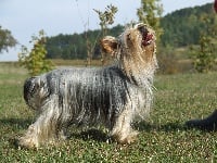 Étalon Yorkshire Terrier - Craquotte de la Gabrière