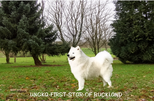 Ungka-first-star of Buckland
