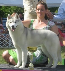 CH. Misty may of siberian lady