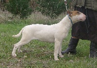 Étalon Bull Terrier - Easy little spot des guerriers Cathares