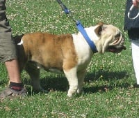 Étalon Bulldog Anglais - du Domaine de Peyrehaut Cleopatre