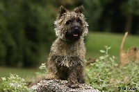 Étalon Cairn Terrier - Daikiri De l'etoile du buchet