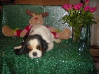 Étalon Cavalier King Charles Spaniel - Vlika De la légende du jardin des anges