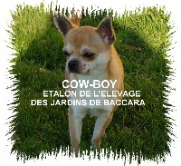 Étalon Chihuahua - Cow-boy du temple d'adonis