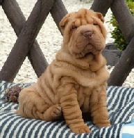 Étalon Shar Pei - Haydee queen sweet Qi Ming Xing