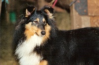 Étalon Shetland Sheepdog - Amina du Cèdre Enchanté