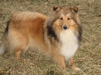 Étalon Shetland Sheepdog - Belette du grand pré d 'ortignac