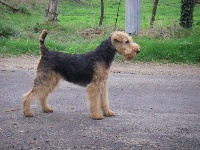 Étalon Welsh Terrier - Déesse (Sans Affixe)