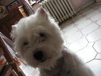 Étalon West Highland White Terrier - Bel canta de la fontaine caillou