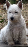 Étalon West Highland White Terrier - Decibelle de la fontaine caillou