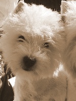 Étalon West Highland White Terrier - Vitamine de la fontaine caillou