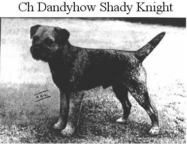 CH. dandyhow Shady knight