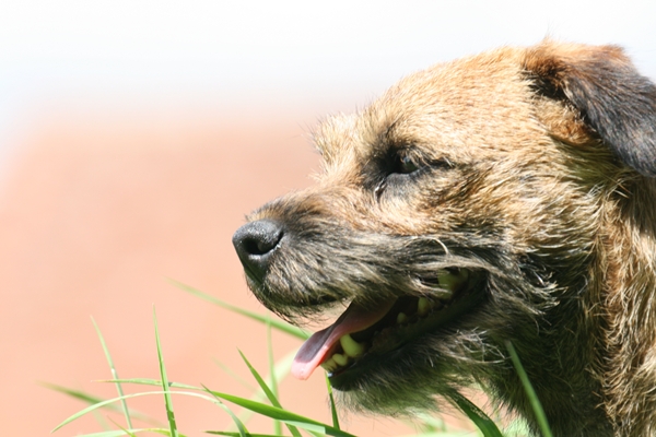 Les Border Terrier de l'affixe   Des Vallées De Galway